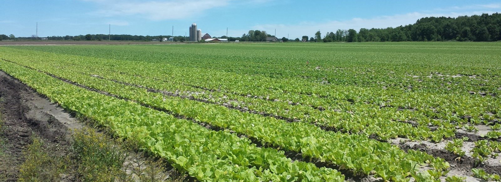 Baby Bok Choy Goodyear Farm