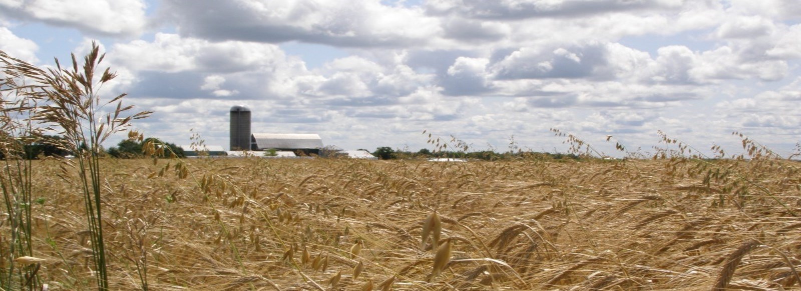 Wheat Field