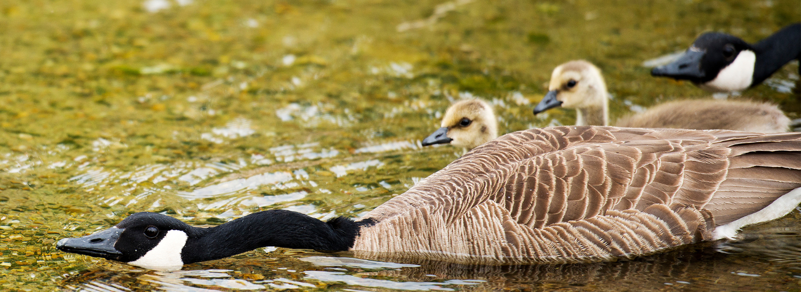 Canadian geese and baby Geese in a lake