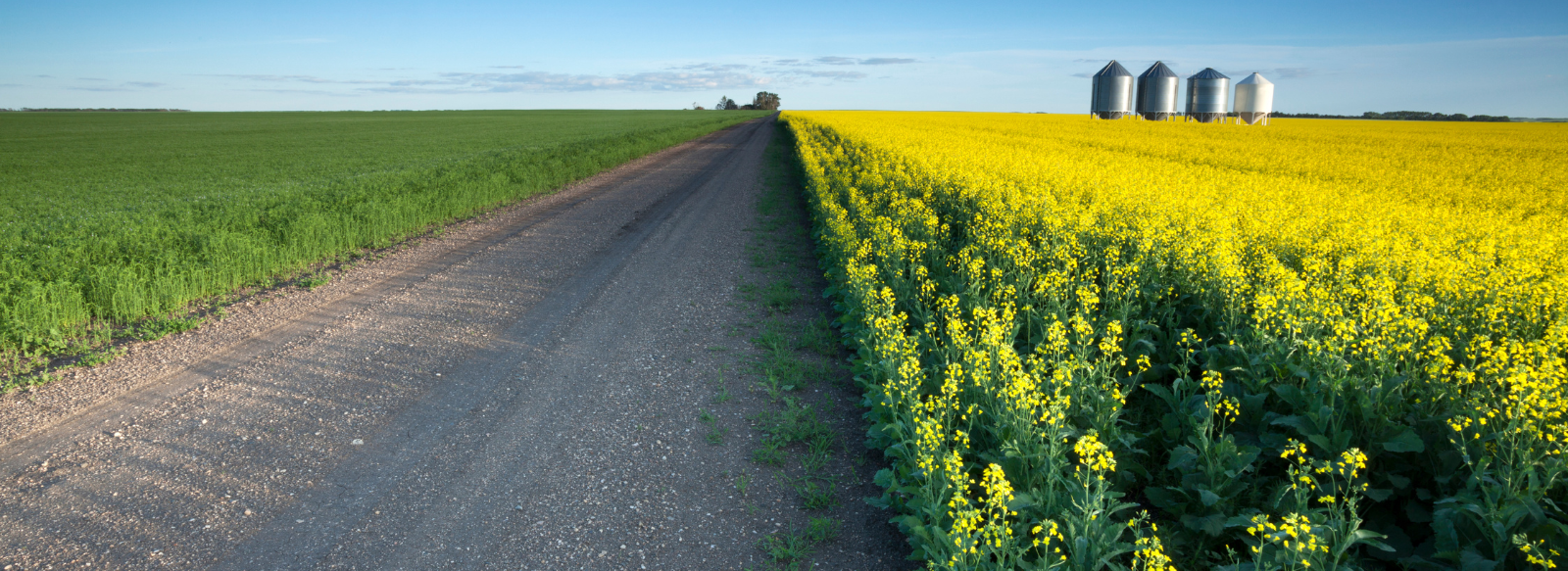 road with scenic canola field 