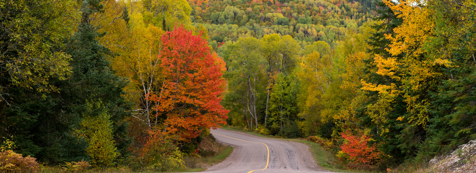 Country road in the fall with tree leaves changing colour 